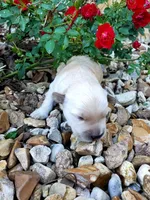 Lola, a female Golden Retriever for sale in Barrington, IL – 3 of 10