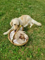 Tucker, a male Golden Retriever for sale in Barrington, IL – 5 of 5
