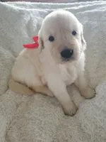 Wendy, a female Golden Retriever for sale in Barrington, IL – 3 of 4