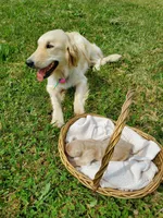 Tucker, a male Golden Retriever for sale in Barrington, IL – 4 of 5