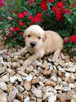 Bella , a female Golden Retriever for sale in Barrington, IL – 3 of 9
