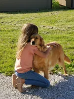 Charlotte, a female Golden Retriever for sale in Barrington, IL – 7 of 8