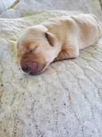 Charlotte, a female Golden Retriever for sale in Barrington, IL – 2 of 8