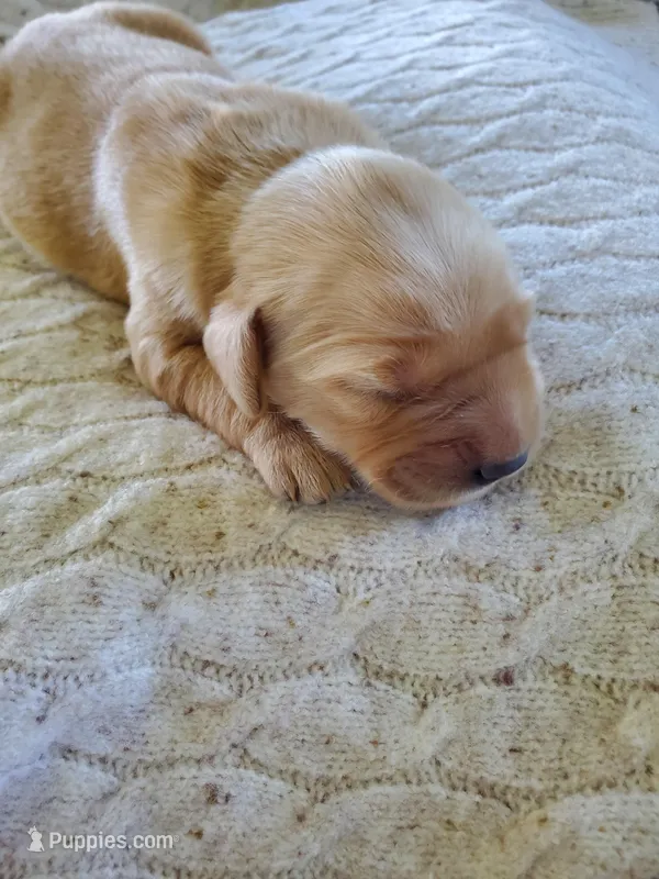 Charlotte – Golden Retriever puppy for sale in Barrington, IL