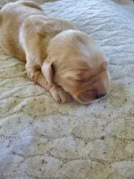Charlotte, a female Golden Retriever for sale in Barrington, IL – 1 of 8
