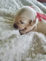 Weston, a male Golden Retriever for sale in Barrington, IL – 2 of 10