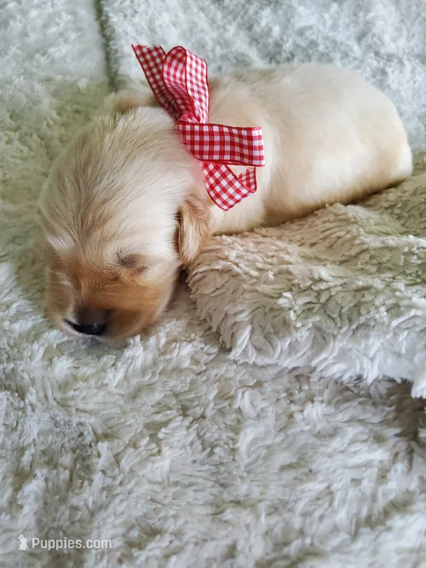 Hudson  – Golden Retriever puppy for sale in Barrington, IL