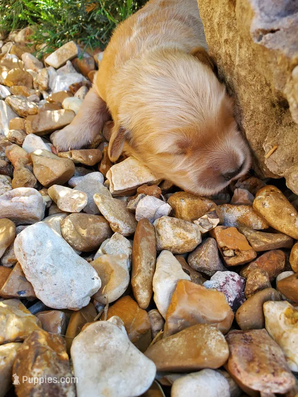 Leo – Golden Retriever puppy for sale in Barrington, IL