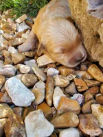 Leo, a male Golden Retriever for sale in Barrington, IL – 1 of 10
