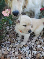 Birch , a male Golden Retriever for sale in Barrington, IL – 6 of 7