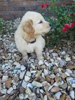 Tucker, a male Golden Retriever for sale in Barrington, IL – 2 of 5