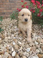 Penelope, a female Golden Retriever for sale in Barrington, IL – 2 of 8