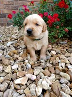 Bella , a female Golden Retriever for sale in Barrington, IL – 2 of 9