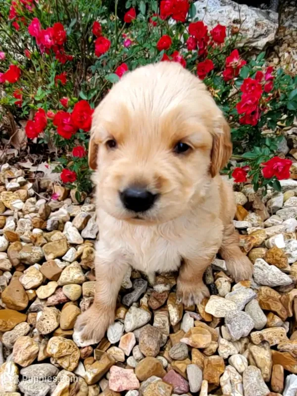 Bella  – Golden Retriever puppy for sale in Barrington, IL