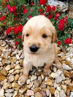 Bella , a female Golden Retriever for sale in Barrington, IL – 1 of 9
