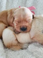 Henry, a male Golden Retriever for sale in Barrington, IL – 2 of 9