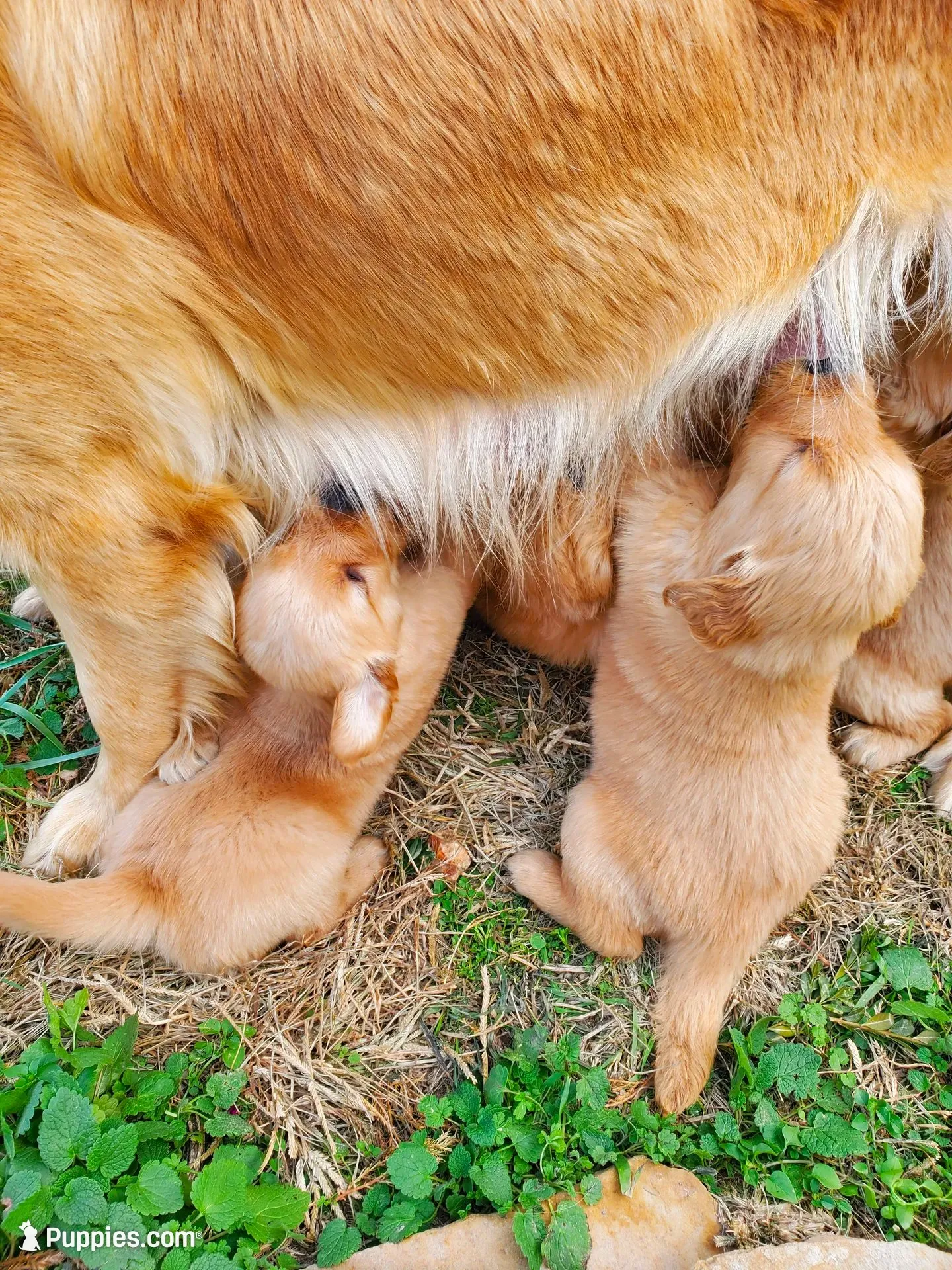 Paisley, a female Golden Retriever for sale in Barrington, IL – 8 of 10