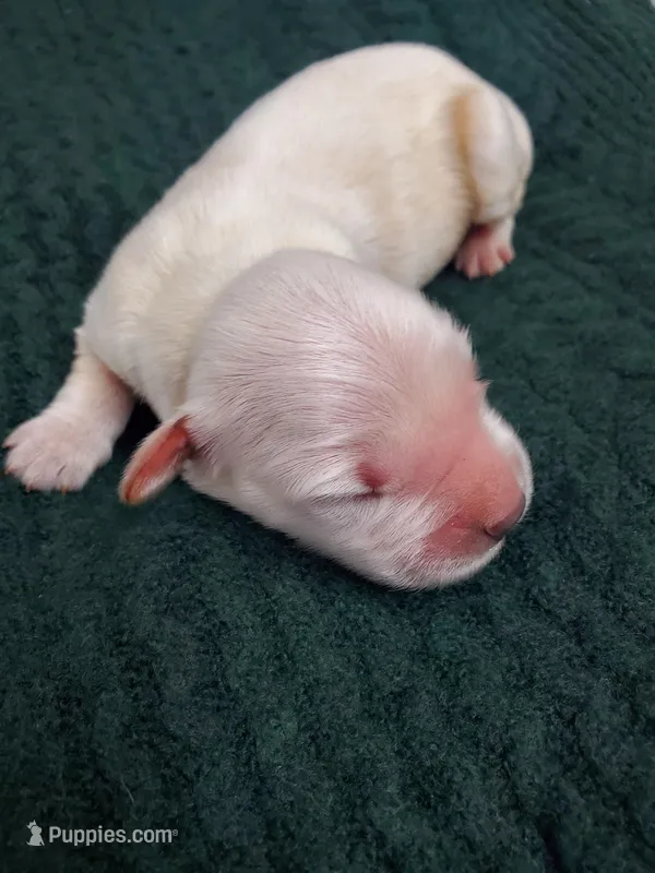 Weston – Golden Retriever puppy for sale in Barrington, IL