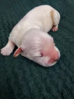 Weston, a male Golden Retriever for sale in Barrington, IL – 1 of 7