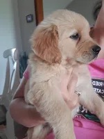 AKC Louie, a male Golden Retriever for sale in Barrington, IL – Photo 10 of 10