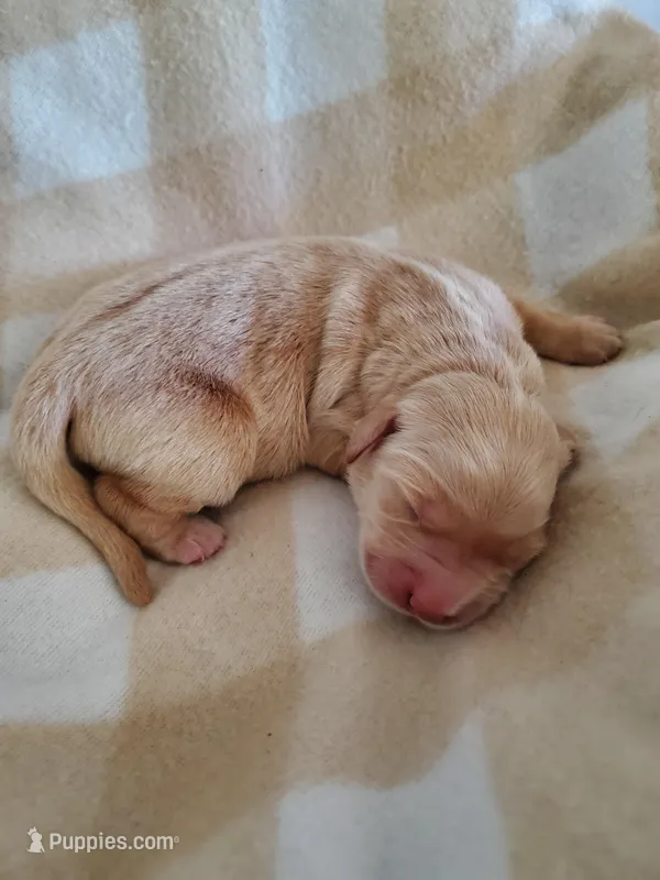 AKC Louie – Golden Retriever puppy for sale in Barrington, IL