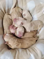 AKC Louie, a male Golden Retriever for sale in Barrington, IL – 2 of 10