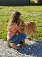 AKC Louie, a male Golden Retriever for sale in Barrington, IL – Photo 4 of 10