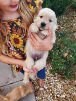 AKC Louie, a male Golden Retriever for sale in Barrington, IL – Photo 8 of 10
