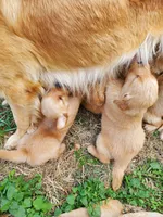 AKC Louie, a male Golden Retriever for sale in Barrington, IL – Photo 1 of 10