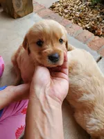 AKC Louie, a male Golden Retriever for sale in Barrington, IL – Photo 7 of 10