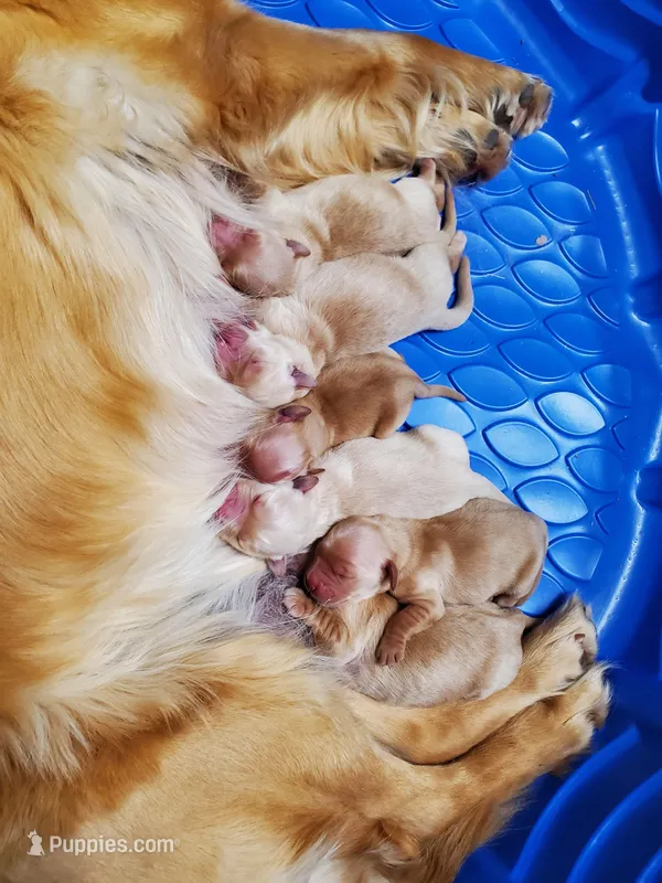 AKC Louie – Golden Retriever puppy for sale in Barrington Hills, IL