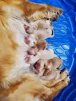 AKC Louie, a male Golden Retriever for sale in Barrington, IL – Photo 3 of 10