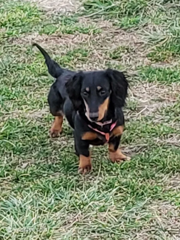 Long haired Rosie, a female Dachshund for sale in Springfield, MO – Photo 1 of 4