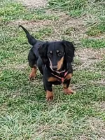 Long haired Rosie, a female Dachshund for sale in Springfield, MO – Photo 1 of 4