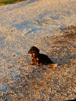 Long haired Rosie, a female Dachshund for sale in Springfield, MO – Photo 4 of 4