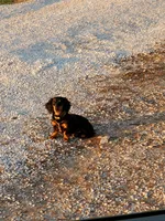 Long haired Rosie, a female Dachshund for sale in Springfield, MO – Photo 3 of 4