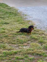 Long haired Rosie, a female Dachshund for sale in Springfield, MO – Photo 2 of 4