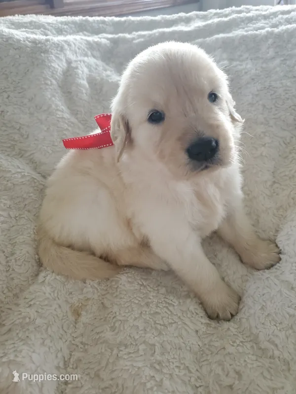 Wendy – Golden Retriever puppy for sale in Barrington, IL