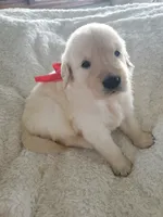 Wendy, a female Golden Retriever for sale in Barrington, IL – 1 of 4
