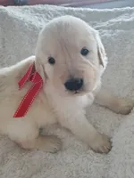Wendy, a female Golden Retriever for sale in Barrington, IL – 2 of 4