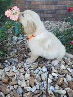 Birch , a male Golden Retriever for sale in Barrington, IL – 2 of 7