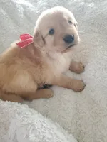 Penny, a female Golden Retriever for sale in Barrington, IL – 2 of 4