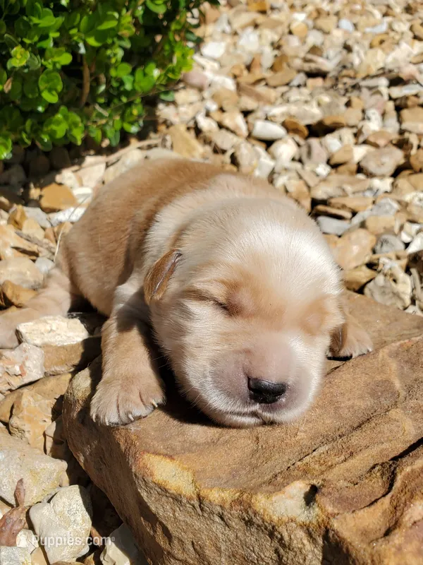 Finn  – Golden Retriever puppy for sale in Barrington, IL