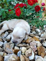 Lola, a female Golden Retriever for sale in Barrington, IL – 2 of 10