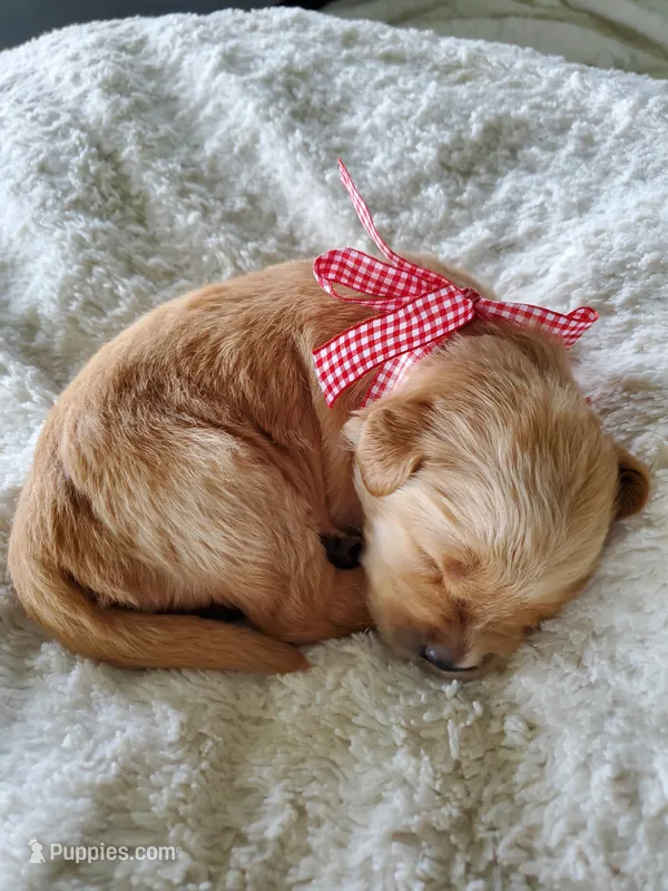 Evelyn – Golden Retriever puppy for sale in Barrington, IL