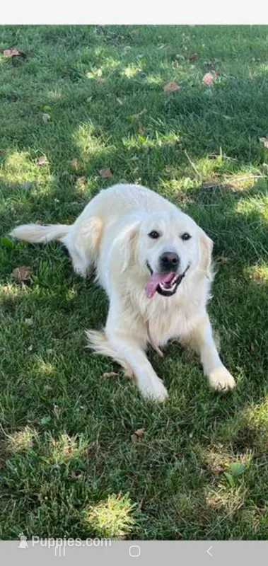 Hank  – Golden Retriever, English Cream Golden Retriever puppy for sale in Springfield, MO