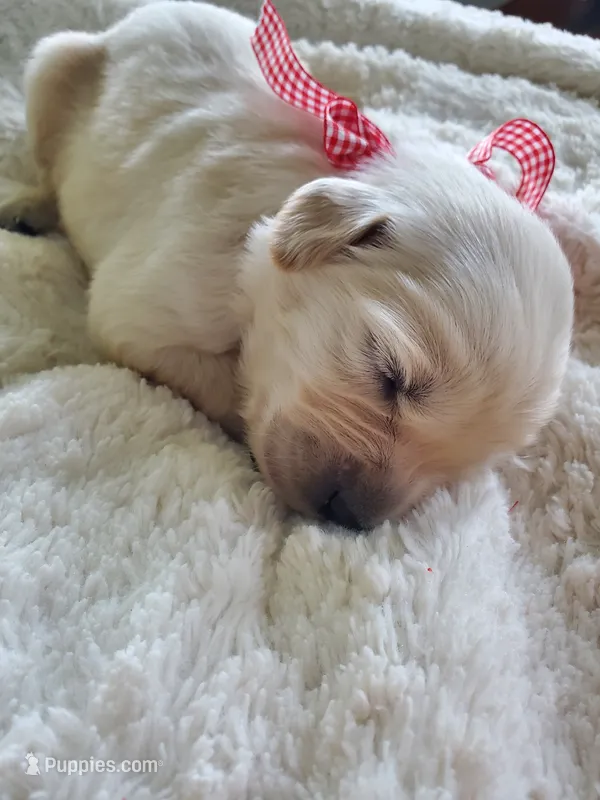 Weston – Golden Retriever puppy on hold in Barrington, IL