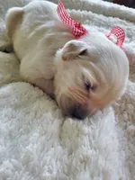 Weston, a male Golden Retriever for sale in Barrington, IL – 1 of 10