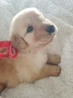 Penny, a female Golden Retriever for sale in Barrington, IL – 4 of 4