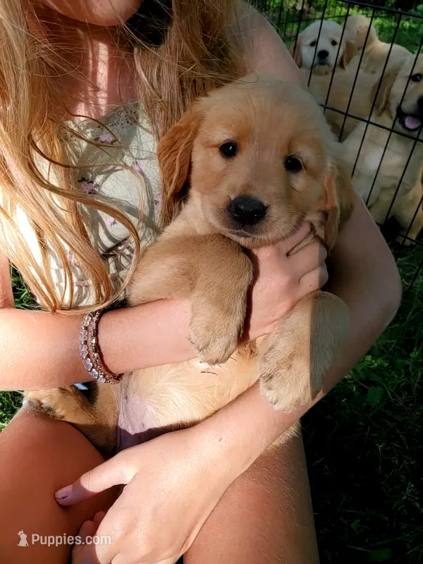 Molly – Golden Retriever puppy for sale in Barrington, IL